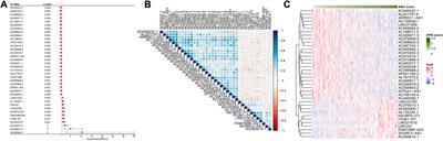 Anoikis-related long non-coding RNA signatures to predict prognosis and small molecular drug response in cervical cancer